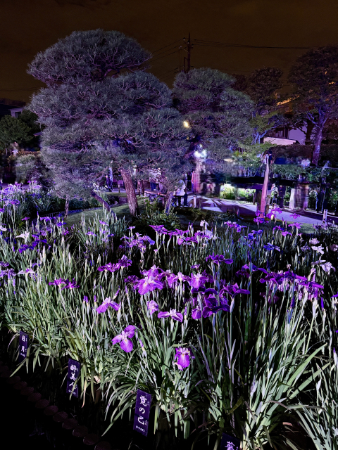 堀切菖蒲園ライトアップ